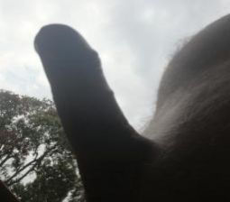 Horny 