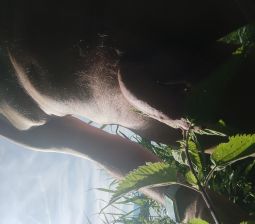 Cock exposed to nettle