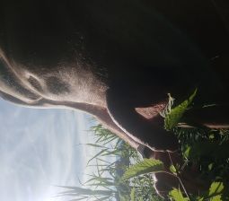 Cock exposed to nettle